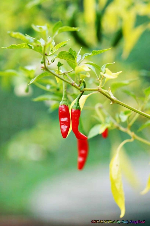 red, Ingredient duvar kağıtları