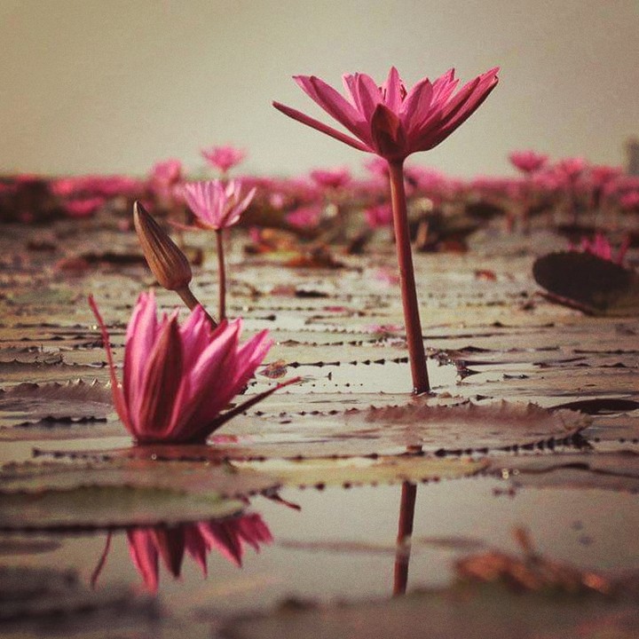lotus love