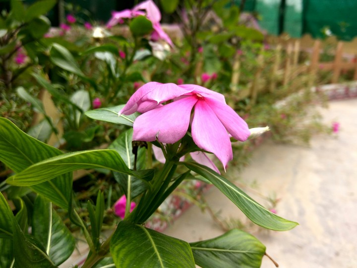 Pink flower HDR