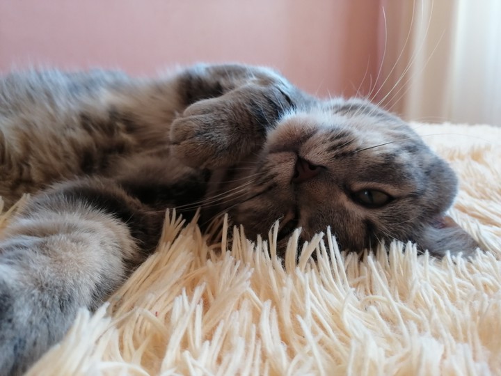 кот