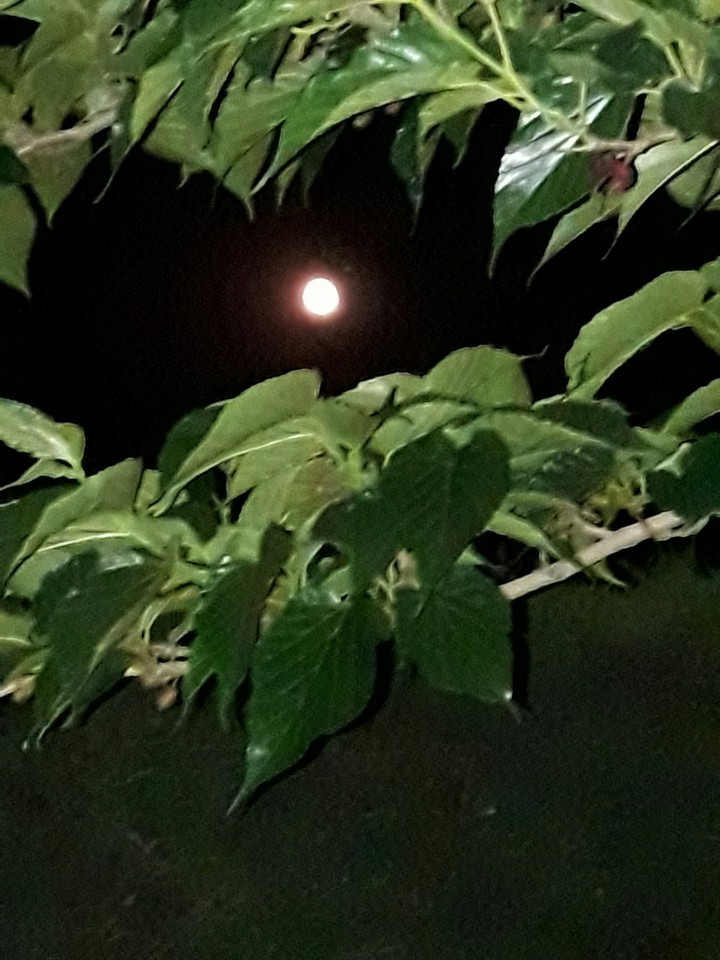 lune
