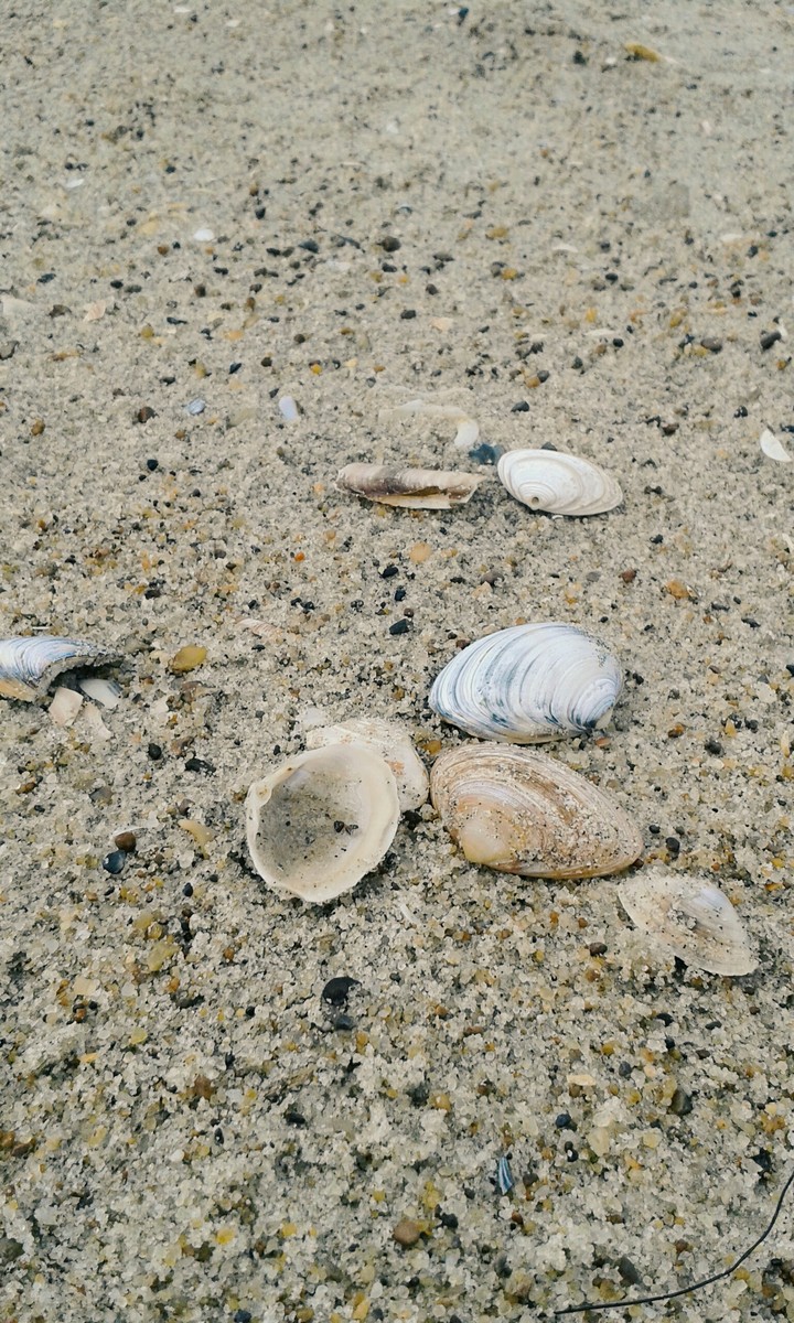 Muscheln