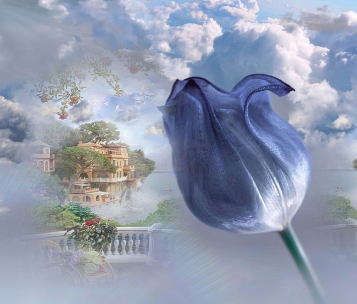 Tulipán
