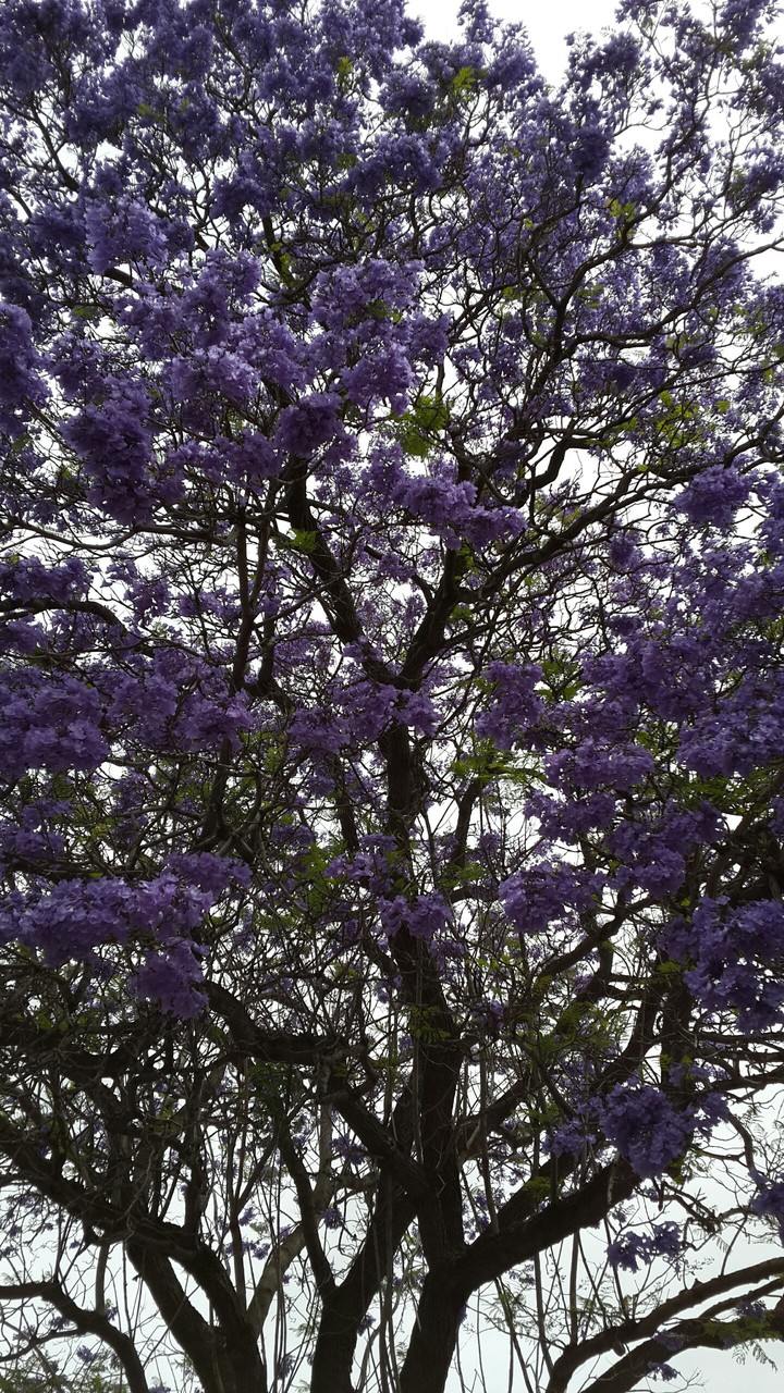 Jacaranda Tree