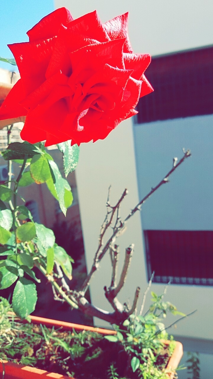 flower