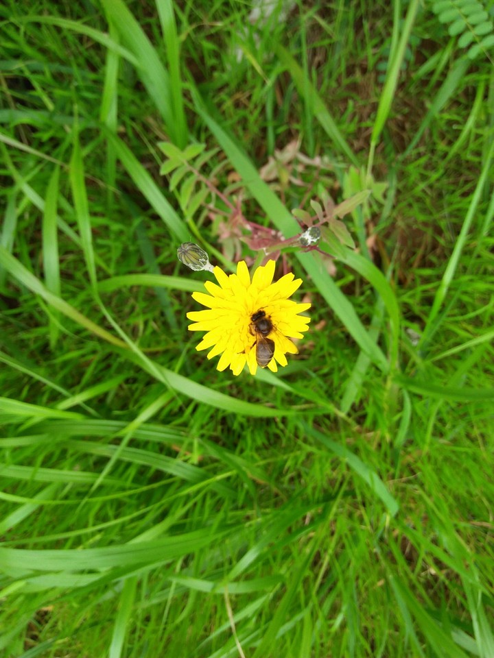 le pollen
