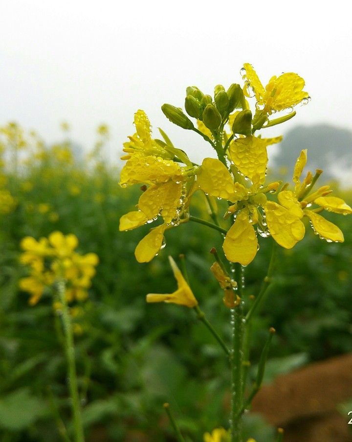 Mustered Plant
