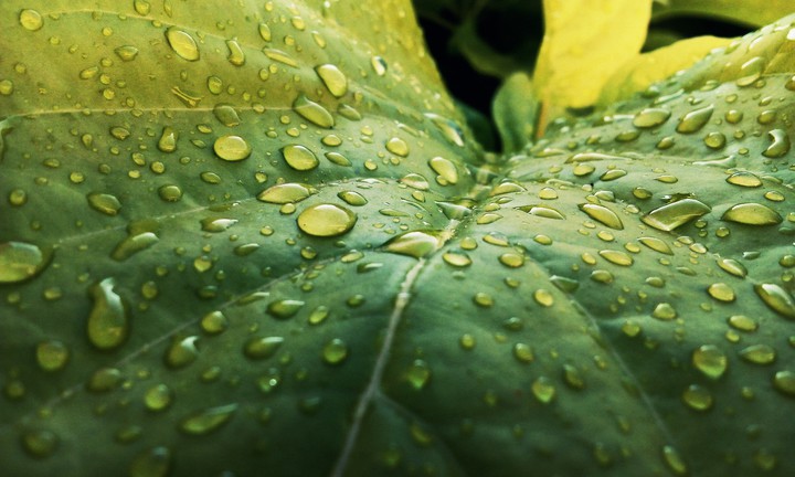 Rain Drops