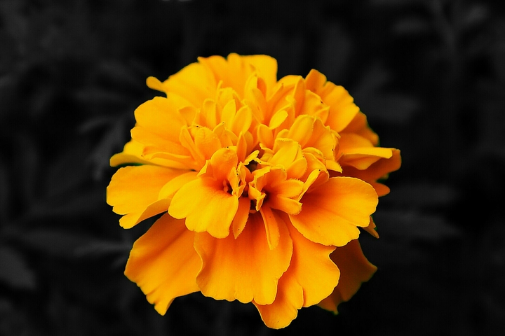 Fiore