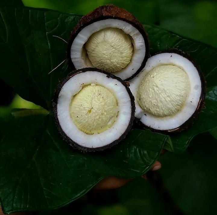 Coconut
