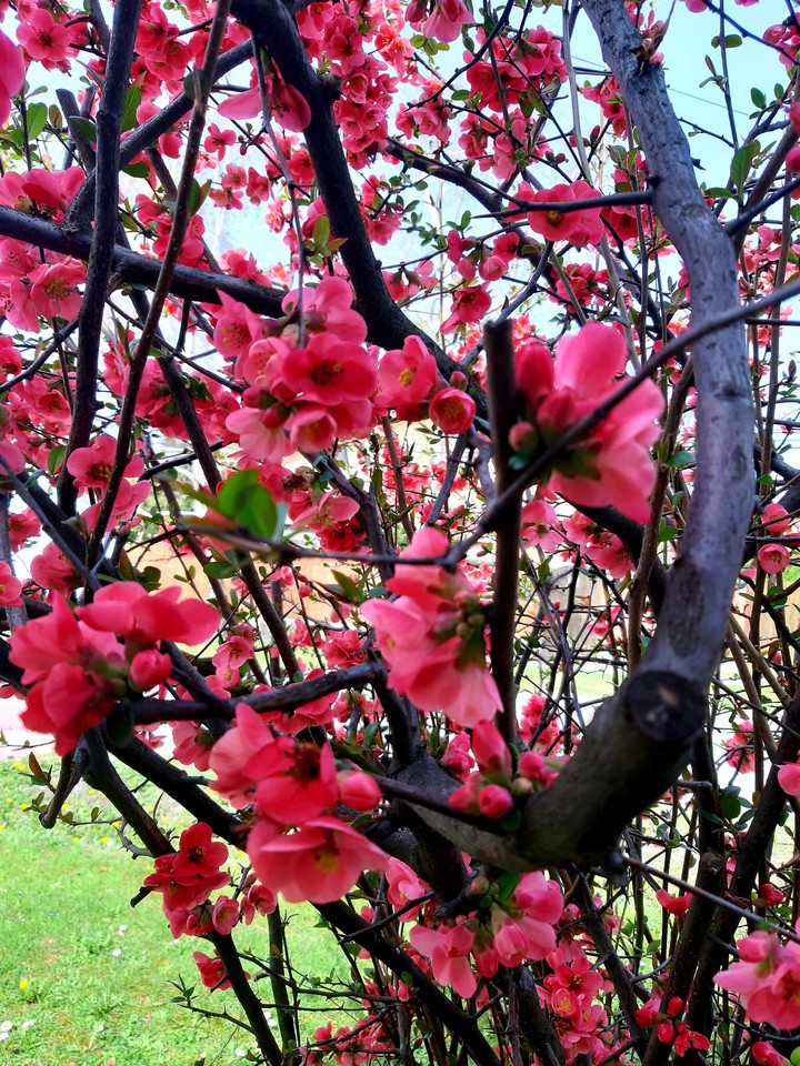 spring