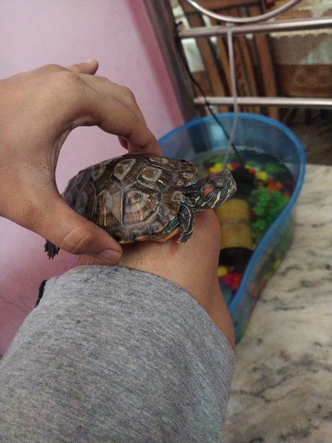 animal