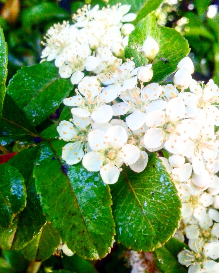 Primavera