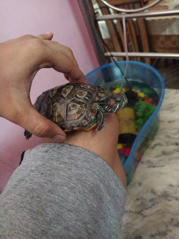 animal