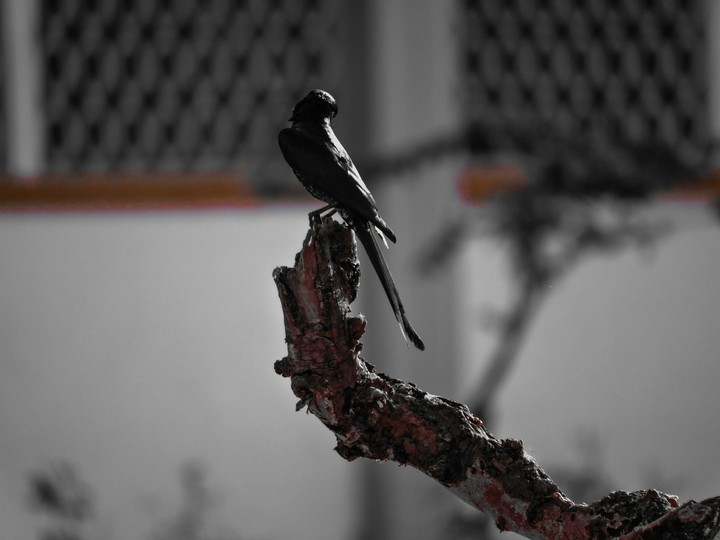 bird