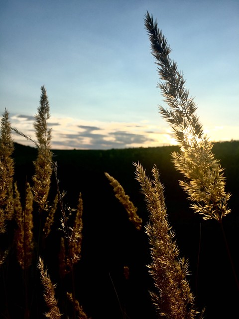 sunset through nature