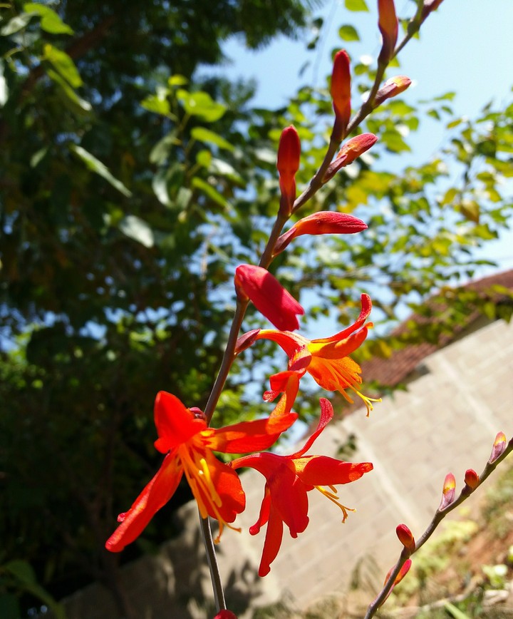 flor