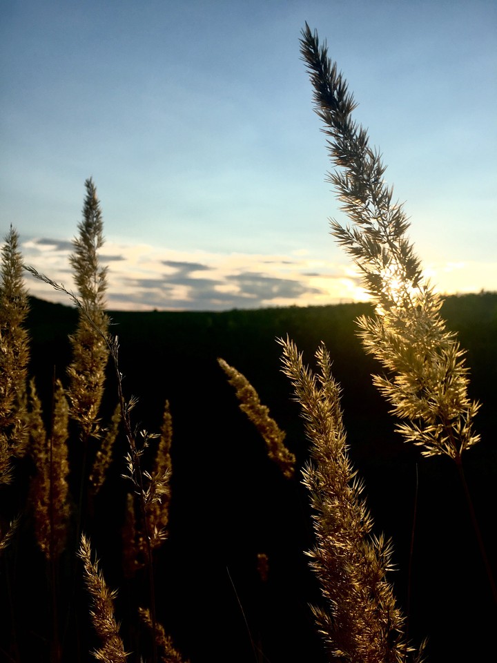 sunset through nature