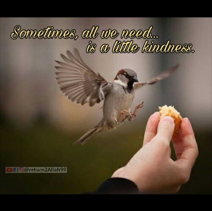 Little Kindness