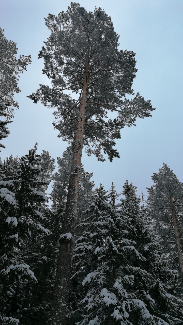 Зима