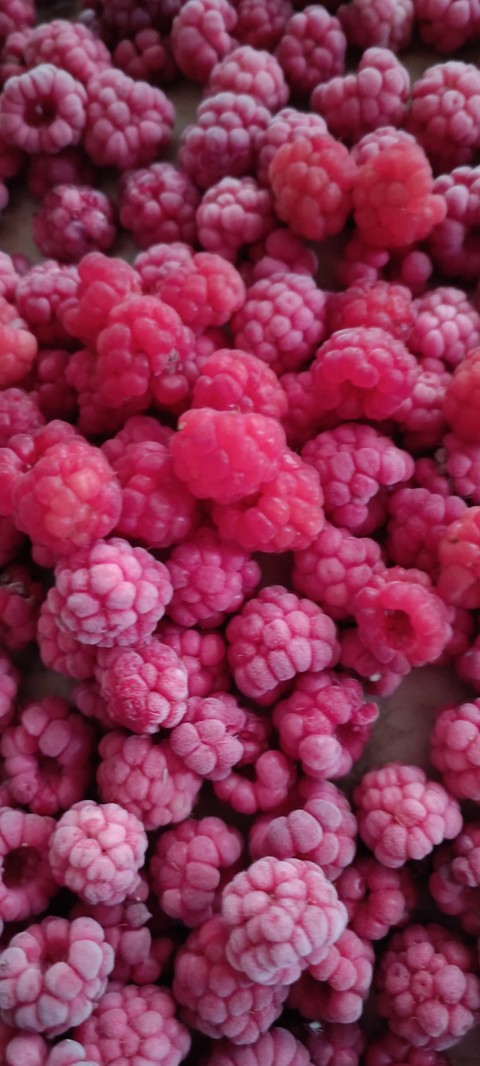fruit, plant वॉलपेपर