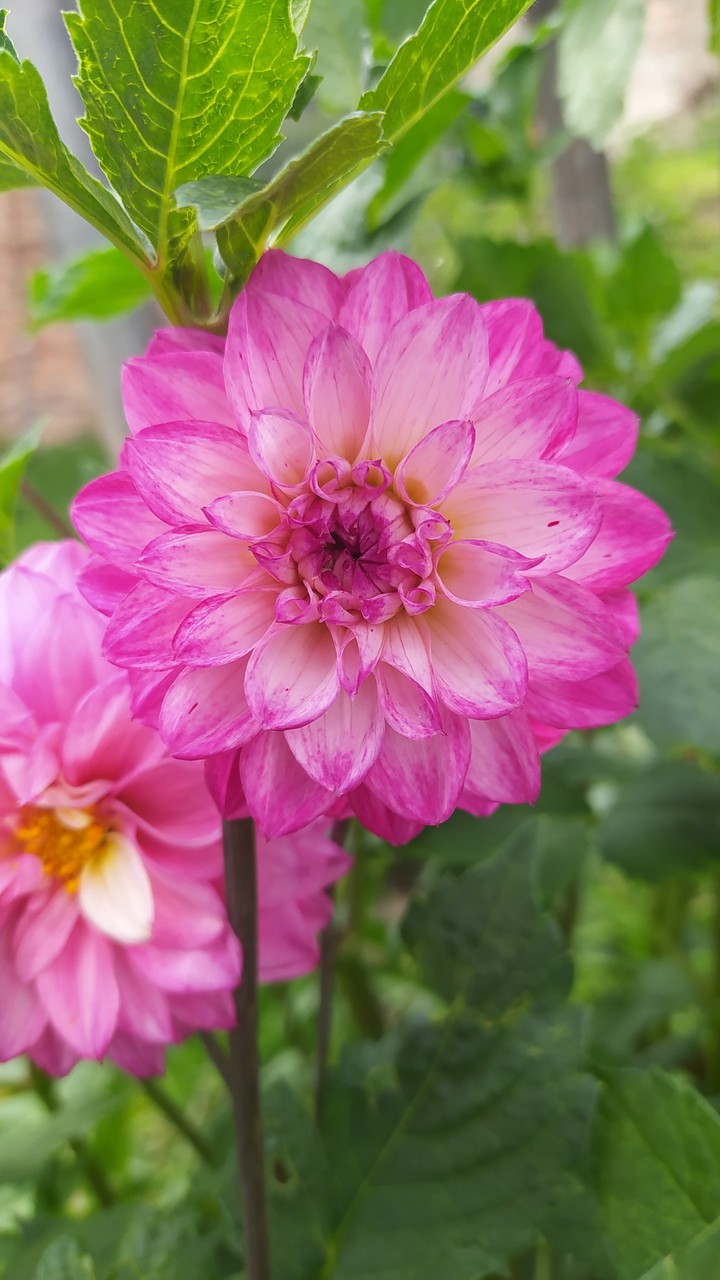 Dalia 2