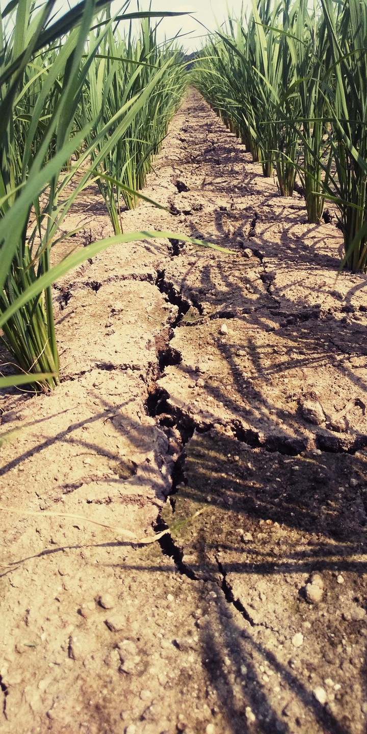 Paddy field