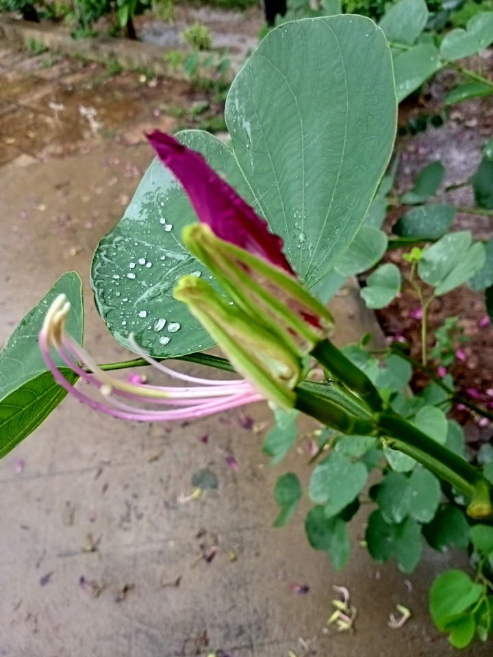 droplets out focus