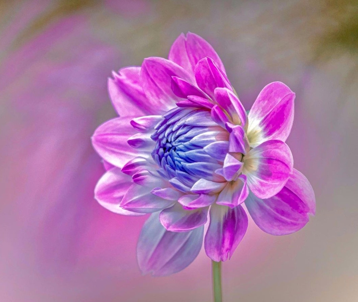 Pink Dhalia