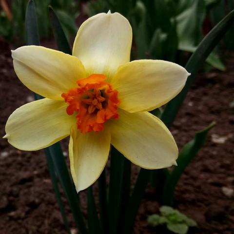 шпалери spring, petal