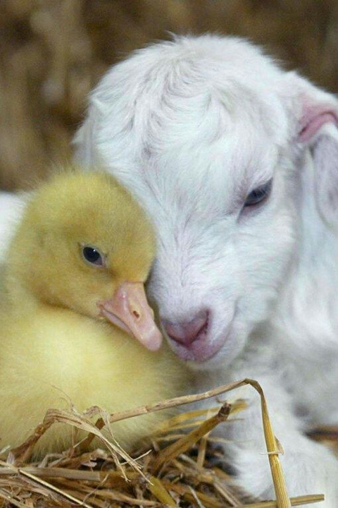Livestock, pato achtergronden
