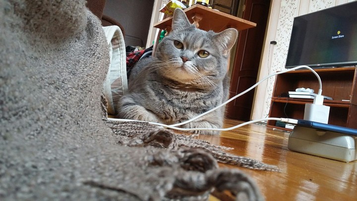 кошка