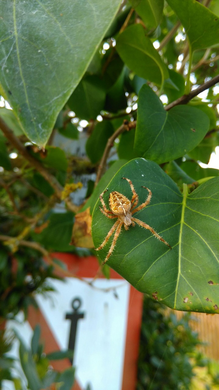 Spinne im Netz