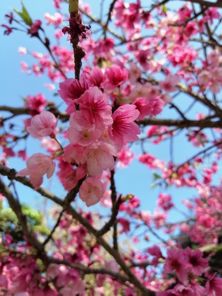 Sakura en Lima