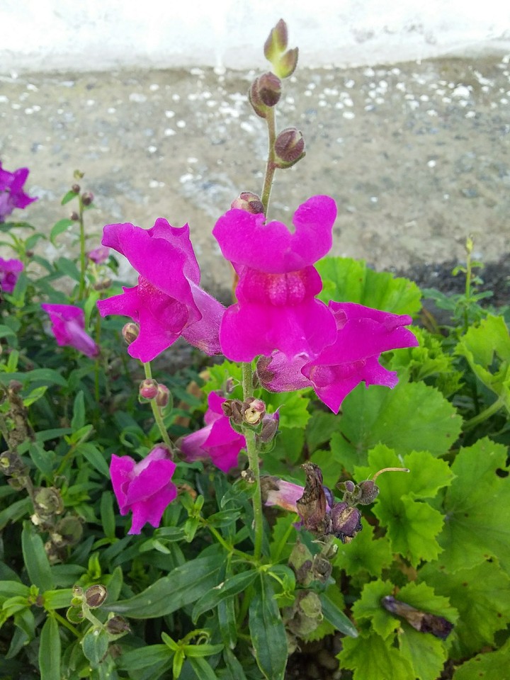 Flor Rosa
