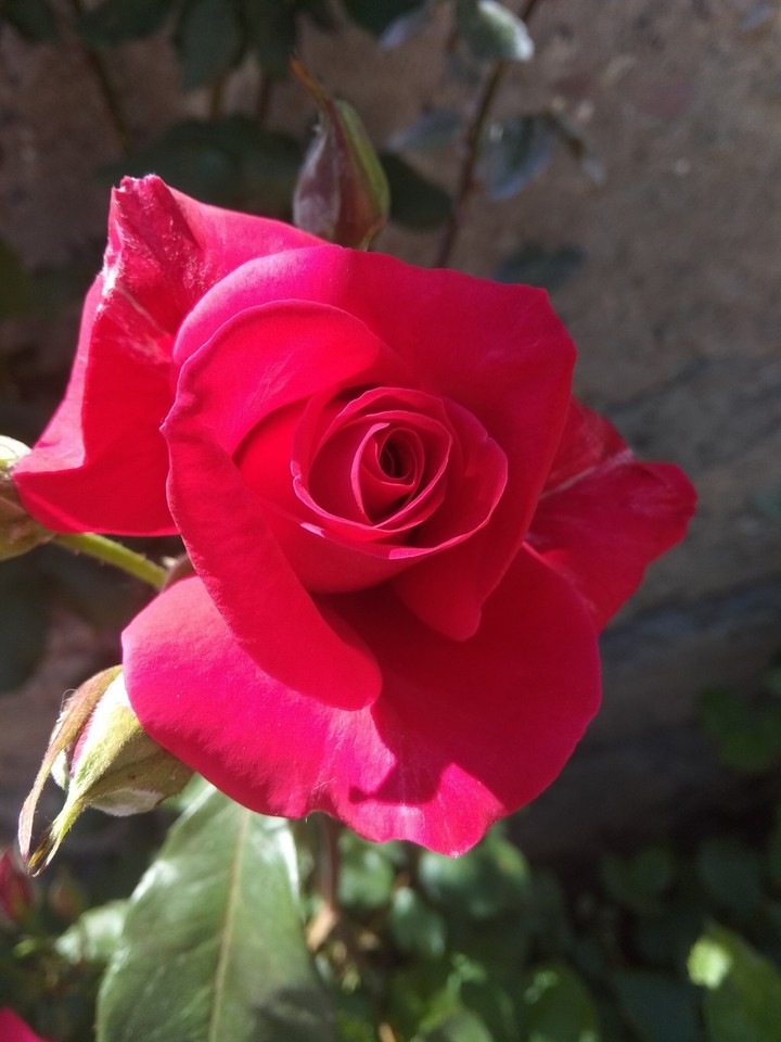 rose