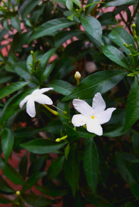 White Flowers