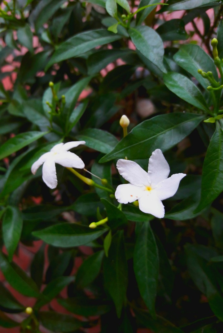 White Flowers