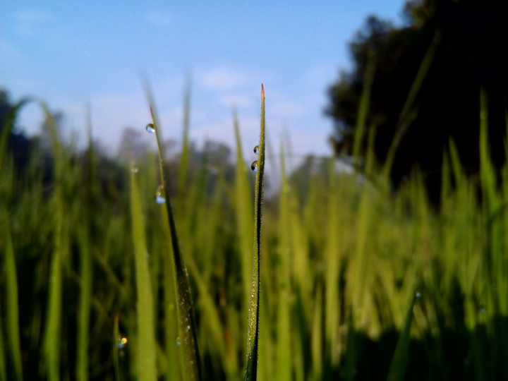 Nature