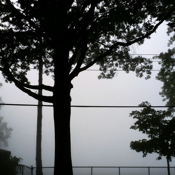 Fog