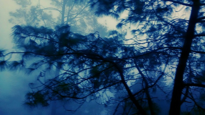 Nature, tree, clouds , fog, early morning