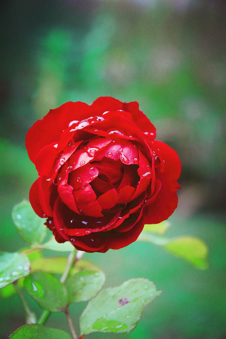 one red rose