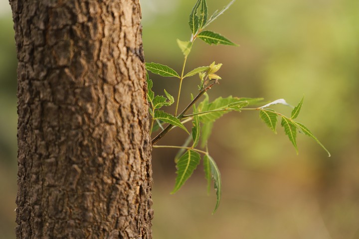 Nature