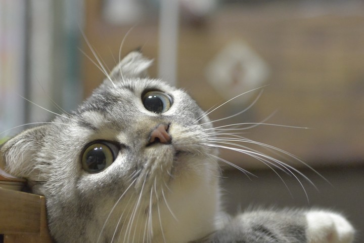 새끼 고양이