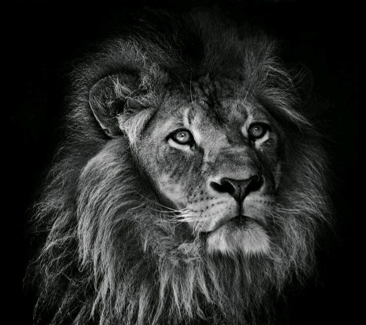 king 