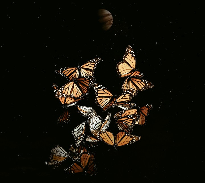 butterflys