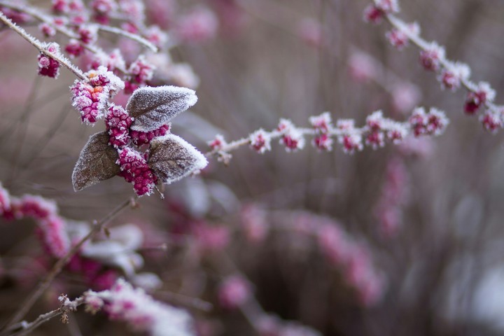 frozen