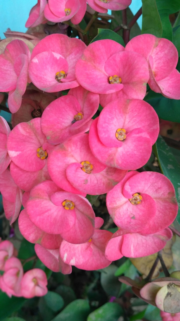 nice flower