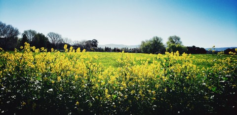 spring