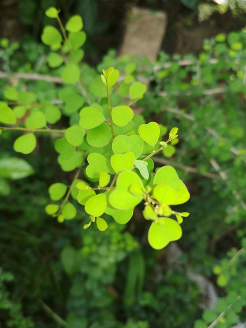 leaves
